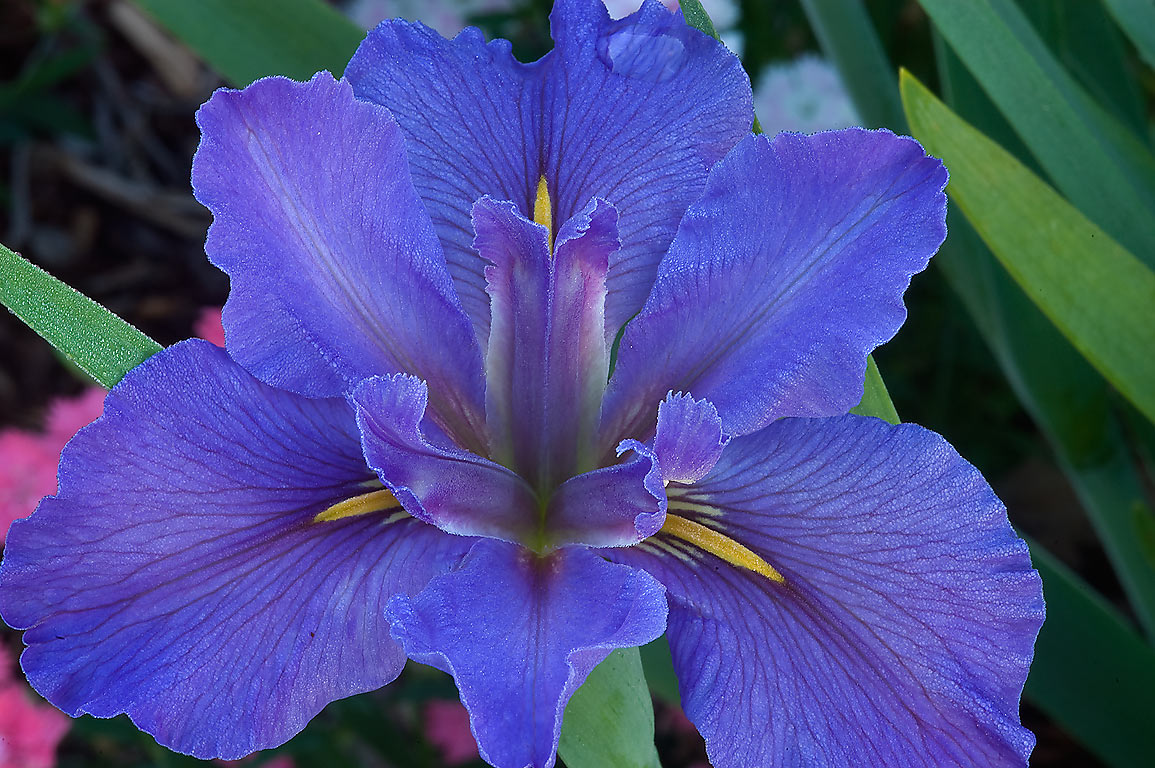 blue iris 4 download free
